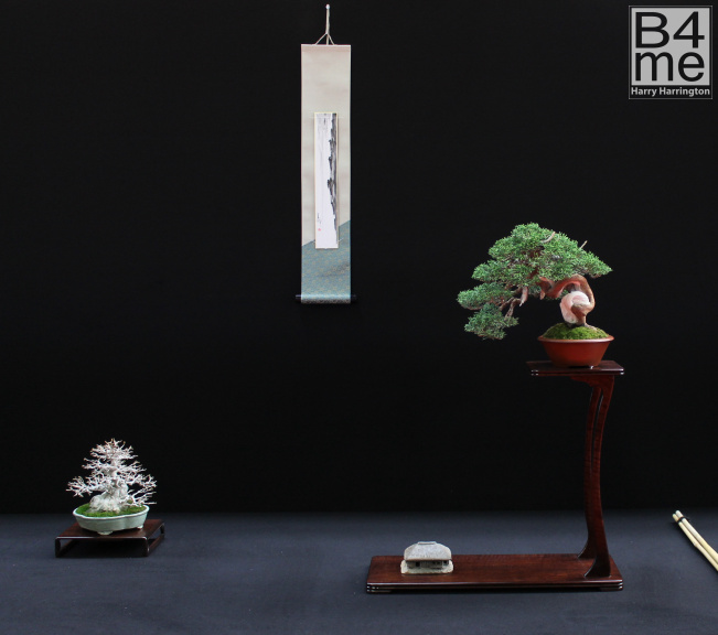 shohin bonsai display